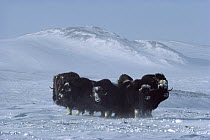 Muskox (Ovibos moschatus) herd in defensive formation, Ellesmere Island, Nunavut, Canada