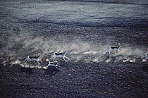 Peary Caribou (Rangifer tarandus pearyi) herd running across tundra, Ellesmere Island, Nunavut, Canada