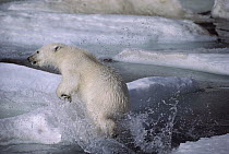 Polar Bear (Ursus maritimus) jumping out of water, Ellesmere Island, Nunavut, Canada