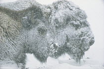 American Bison (Bison bison) pair in blizzard, Minnesota