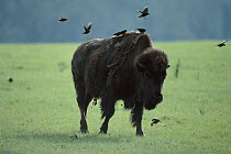 American Bison (Bison bison) with Brown-headed Cowbird (Molothrus ater) group feeding on insects, South Dakota
