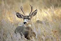 Mule Deer (Odocoileus hemionus) portrait, South Dakota
