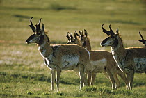 Pronghorn Antelope (Antilocapra americana) herd on prairie, South Dakota