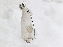 Snowshoe Hare (Lepus americanus) eating twig in winter, Minnesota