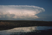 Anvil shaped cloud over prairie pothole, North Dakota