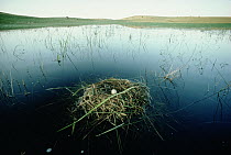 Western Grebe (Aechmophorus occidentalis) nest with egg floating in prairie pothole, Aberdeen, South Dakota