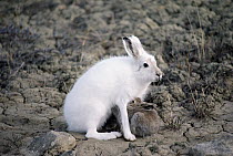 Arctic Hare (Lepus arcticus) nursing young, Ellesmere Island, Nunavut, Canada