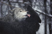 Timber Wolf (Canis lupus) alpha pair in light snowfall, Minnesota
