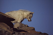 Arctic Wolf (Canis lupus) juvenile scolding submissive pup, Ellesmere Island, Nunavut, Canada