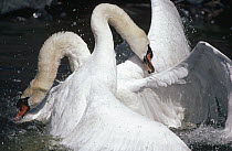 Mute Swan (Cygnus olor) males fighting, Sweden