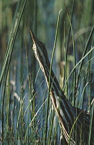 American Bittern (Botaurus lentiginosus) camouflaged among reeds, South Dakota