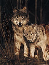 Timber Wolf (Canis lupus) pair in forest, Minnesota