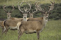 Red Deer (Cervus elaphus) males, Scotland