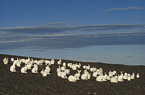 Arctic Hare (Lepus arcticus) group gathering in summer, Ellesmere Island, Nunavut, Canada