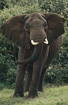 African Elephant (Loxodonta africana) in defensive posture, Kenya