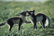 Arctic Fox (Alopex lagopus) two pups playing, Alaska