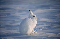Arctic Hare (Lepus arcticus) camouflaged on snow, Ellesmere Island, Nunavut, Canada