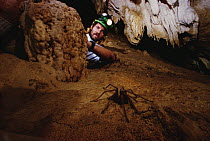 Cave Tarantula (Hemirrhagus reddelli) observed by Peter Sprouse, Oaxaca, Mexico