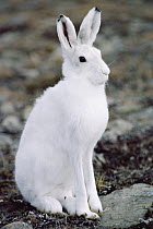 Arctic Hare (Lepus arcticus), Ellesmere Island, Nunavut, Canada