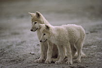 Arctic Wolf (Canis lupus) pups, Ellesmere Island, Nunavut, Canada
