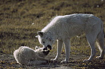 Arctic Wolf (Canis lupus) scolding pup, Ellesmere Island, Nunavut, Canada