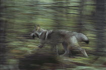 Timber Wolf (Canis lupus) running through the forest, Northwoods, Minnesota