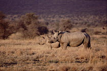 White Rhinoceros (Ceratotherium simum) mother with young, Namibia