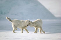 Arctic Wolf (Canis lupus) juveniles playing, Ellesmere Island, Nunavut, Canada