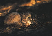 Timber Wolf (Canis lupus) curled up resting in the forest, Northwoods, Minnesota
