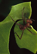 Leafcutter Ant (Atta laevigata) worker cutting Papaya leaf