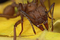 Leafcutter Ant (Acromyrmex octospinosus) worker cutting Papaya leaf, Guadaloupe