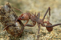 Leafcutter Ant (Acromyrmex octospinosus) retrieving artificial bait that kills their fungus gardens, bait is used by farmers to control this non-native pest, Guadaloupe