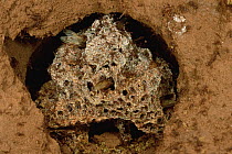 Leafcutter Ant (Atta columbica) fungus garden chamber tended to by workers, central Paraguay