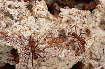 Leafcutter Ant (Acromyrmex octospinosus) in fungus garden, Guadaloupe