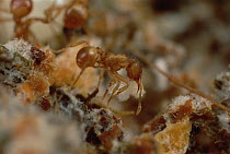 Leafcutter Ant (Atta sexdens) comes in a variety of worker sizes, each one has a special function in the society, here one of the smallest workers carries fungus around, planting wherever there is a n...
