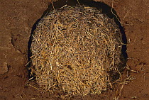Leafcutter Ant (Atta capiguara) fungus garden looks like a bale of hay, Brazil
