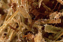 Leafcutter Ant (Atta capiguara) fungus garden showing fungal tufts, or gongylidia, and the pores that ants use as walkways to the interior, Brazil