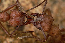 Leafcutter Ant (Acromyrmex sp) workers stop on the trail to identify each other with antenna strokes, batteries of antennal receptors instantly inform each of them that the other ant is a member of th...