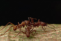 Leafcutter Ant (Atta laevigata) pair from the same colony stop to groom each other, Guadaloupe
