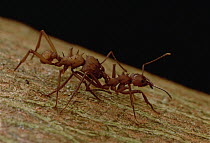 Leafcutter Ant (Atta laevigata) ants identify each other with antenna strokes and stop to groom each other, Guadaloupe