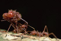 Leafcutter Ant (Atta cephalotes) worker returns from battle carrying the corpse of a nest-mate, in this case a soldier much larger than herself, Belize