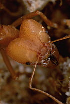 Leafcutter Ant (Atta sexdens) soldier, close-up, the largest worker in many leafcutter colonies specialize in defense, their enlarged heads contain massive adductor muscles to work their powerful jaws...