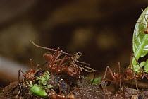 Phorid fly lays egg on head of Leafcutter Ant (Atta cephalotes) workers, as the egg hatches the maggot will consume the ant, Belize
