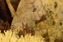 Phorid fly attacks unsuspecting Leafcutter Ants (Atta cephalotes) working with heads buried in flower, French Guiana