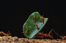 Leafcutter Ant (Atta cephalotes) worker carries leaf with its jaws full, workers carrying leaves must rely on a special cast of smaller ants riding on the leaves to defend against Phorid fly (Phoridae...