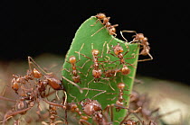 Leafcutter Ant (Atta cephalotes) worker carries leaf with its jaws full, workers carrying leaves must rely on a special cast of smaller ants riding on the leaves to defend against Phorid fly attack, F...