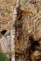 Leafcutter Ant (Atta sp) queens depart mother nest after rains to start their own colonies, Venezuela