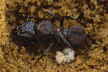Leafcutter Ant (Acromyrmex octospinosus) queen with starter fungus garden to begin new colony, Guadeloupe