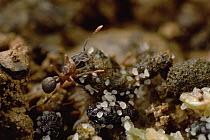 Fungus Gardening Ant (Cyphomyrmex sp) fungus garden grows upon insect droppings, Kaw Mountains, French Guiana