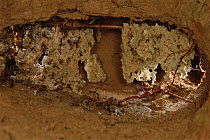 Leafcutter Ant (Trachymyrmex sp) nest chamber, about 10cm wide, contains two fungus gardens hanging like fragile stalactites, French Guiana